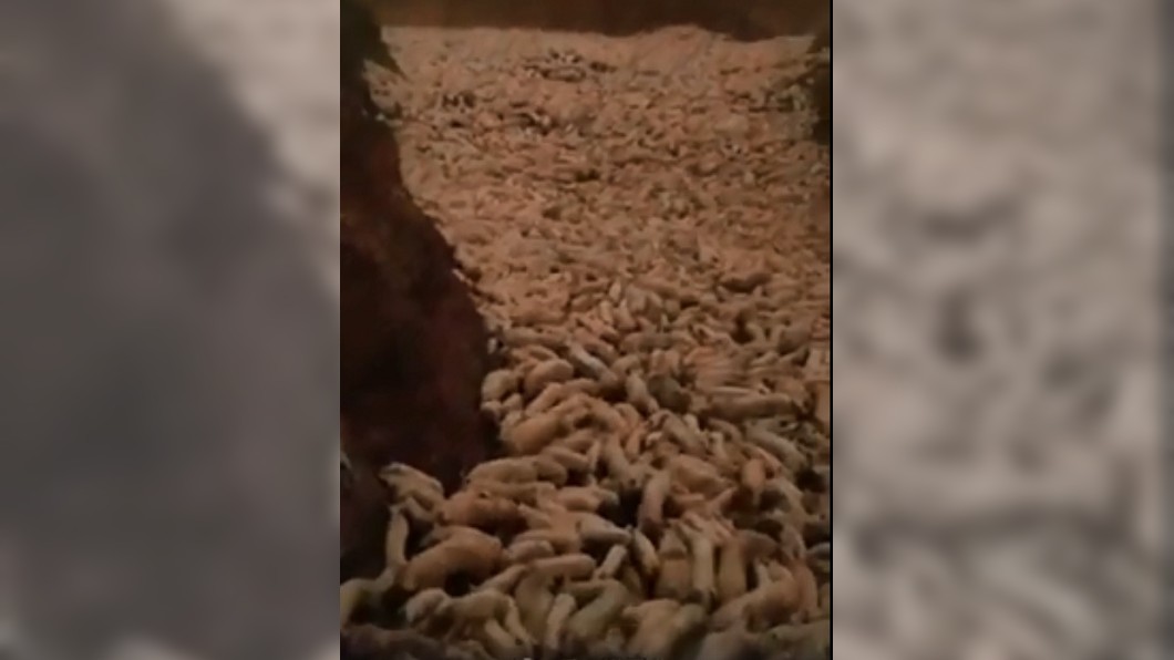 萬頭豬隻被推進坑內活埋。／翻攝自臉書安順網