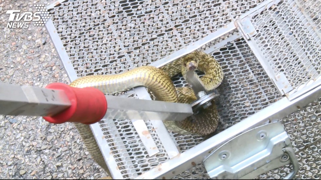 台東消防員不用捕蜂捉蛇，交由農業處委外處理。（圖／TVBS）