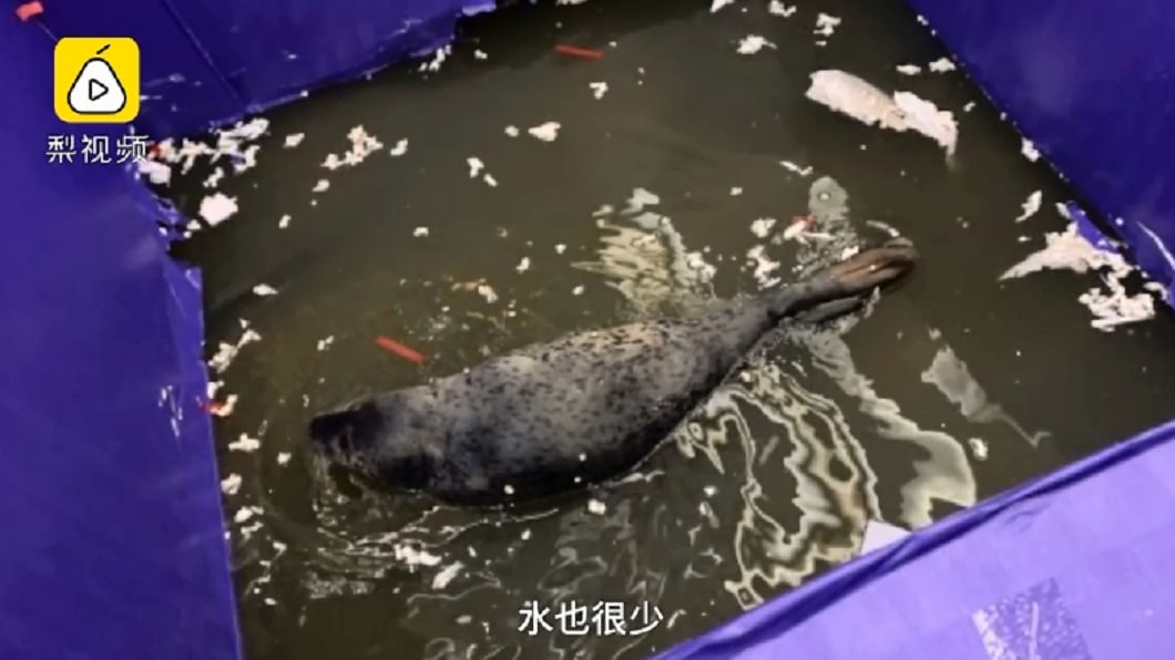 大陸一間商場用小海豹當活動吉祥物,但卻被投訴環境不佳引發爭議。圖/翻攝自梨視頻