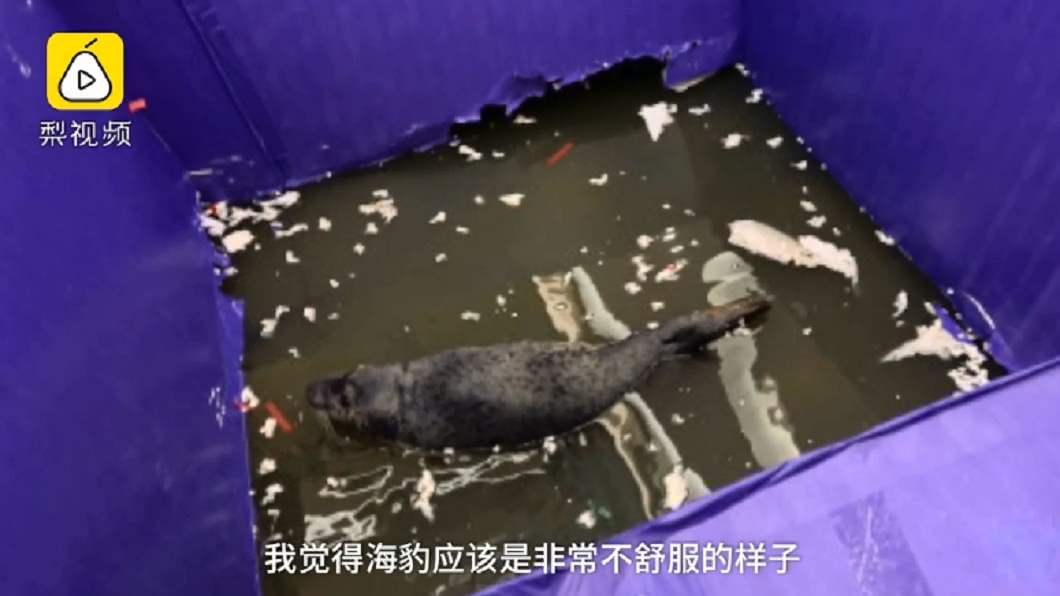 大陸一間商場用小海豹當活動吉祥物,但卻被投訴環境不佳引發爭議。圖/翻攝自梨視頻