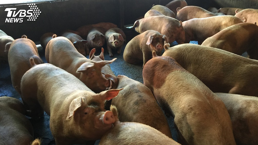 萬巒鄉有1養豬場私打口蹄疫疫苗。（示意圖／TVBS）
