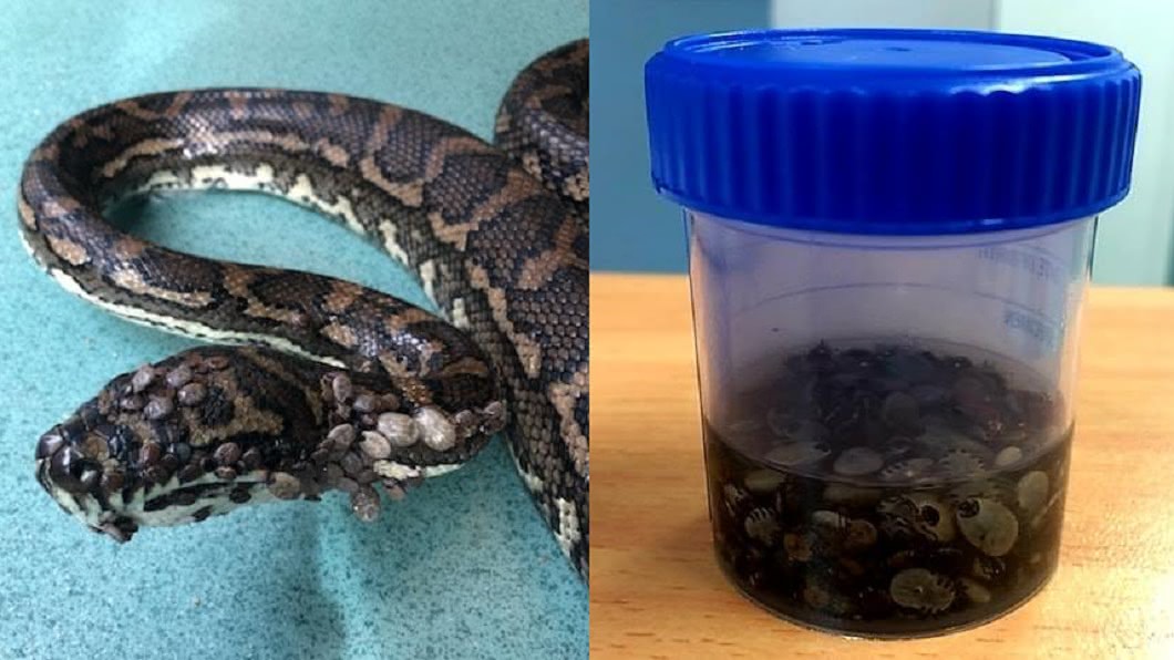 圖/翻攝自 Gold Coast and Brisbane Snake Catcher 臉書
