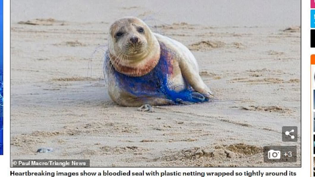 人類隨手丟棄的魚網造成海豹嚴重受傷。圖／翻攝自每日郵報
