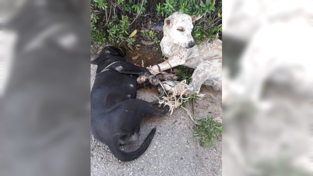 2隻流浪狗被麻繩綑綁，並受高溫曝曬。圖／翻攝自臉書「WATCHDOG THAILAND」