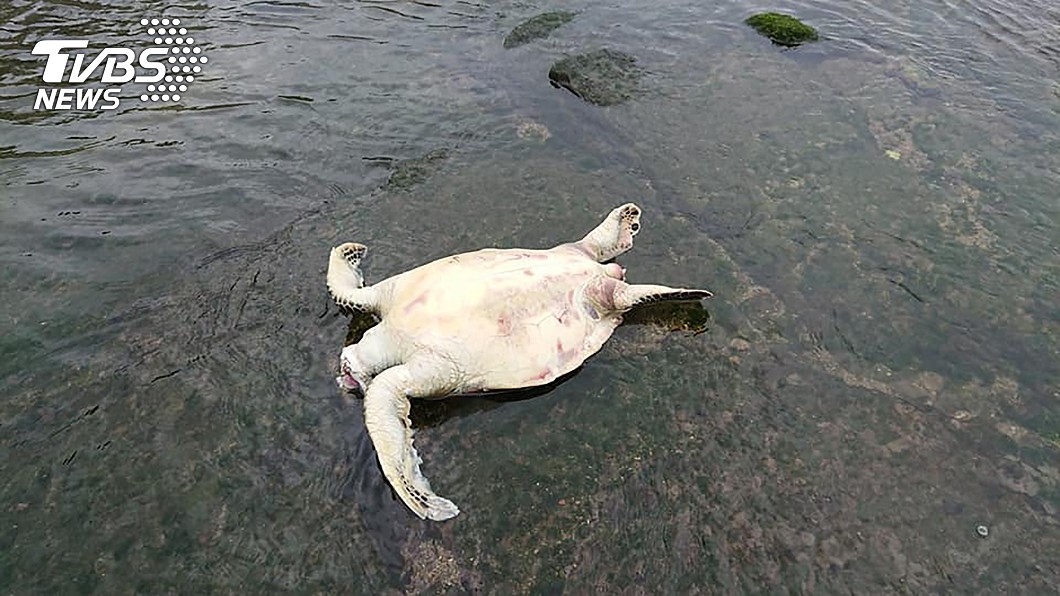 基隆潮境保育區發現一隻斷頭海龜屍體。圖／中央社