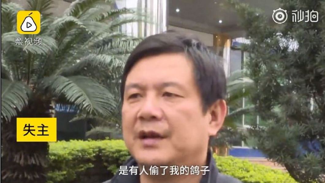 飼主看到這樣的情況,很確定是有人偷了他的鴿子。(圖/翻攝自梨視頻)