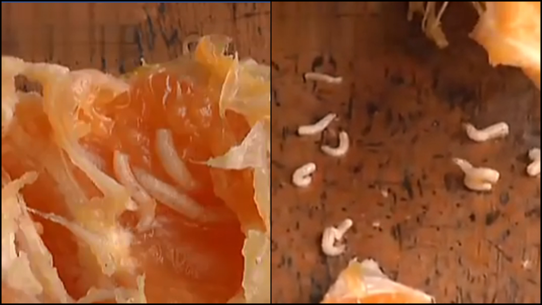 圖／翻攝微博 剝橘驚見「10隻大肥蟲」蠕動　網嚇傻：我正在吃…