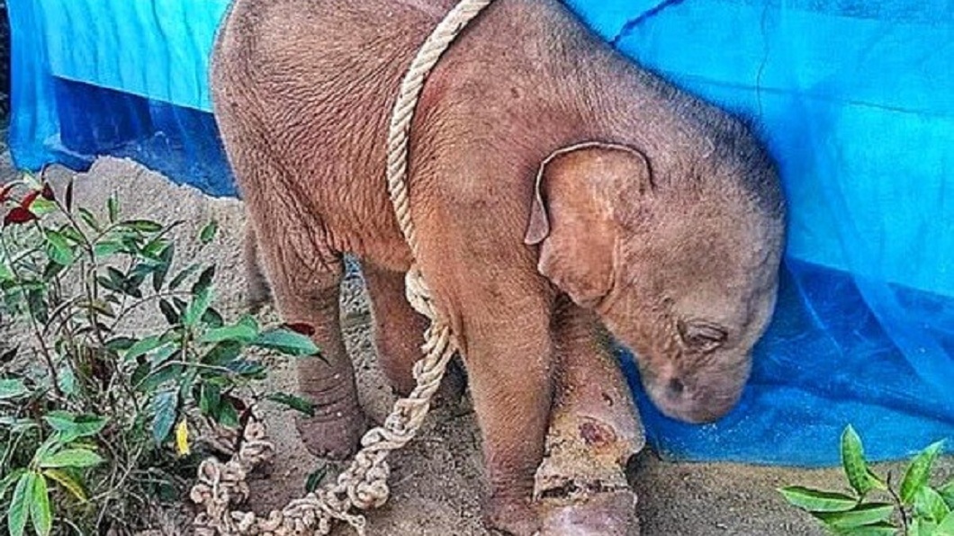 泰國一頭大約2個月大的小象，遭獵人綑綁囚禁，腳部還有傷口深可見骨。(圖／翻攝自推特) 親眼目睹母親被殺…象寶寶遭獵人凌虐　縮在角落發抖落淚