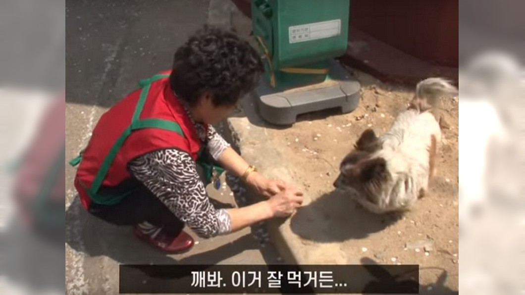 居民平時會提供食物和水。圖/翻攝自YouTube,SBS TV동물농장x애니멀봐