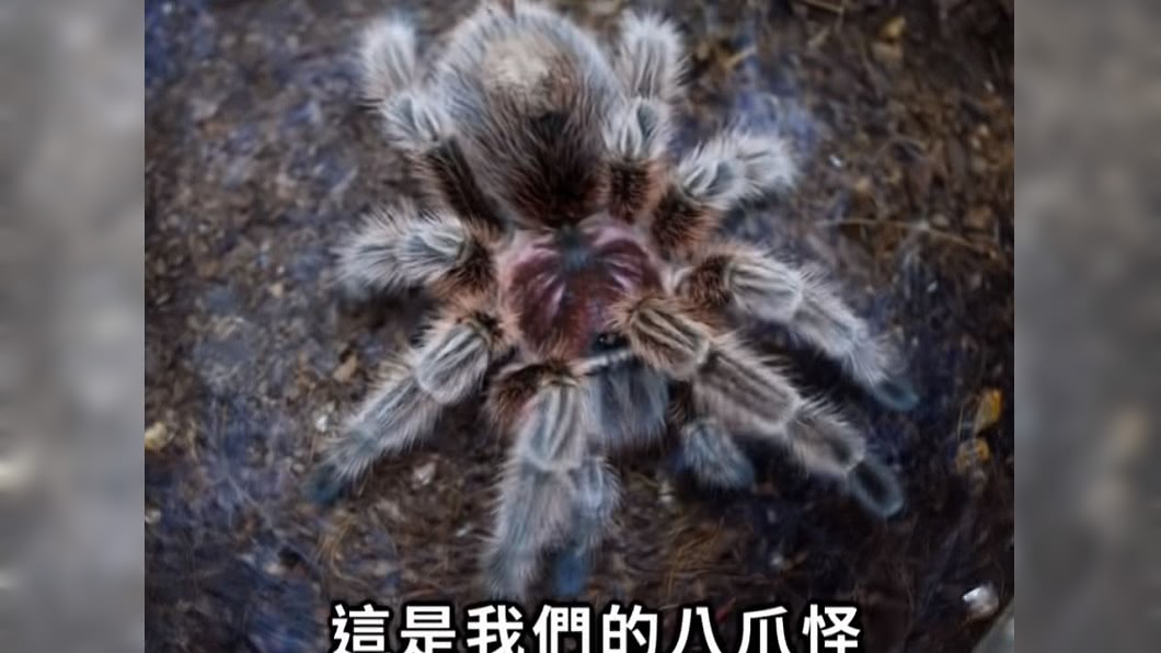 圖/YouTube