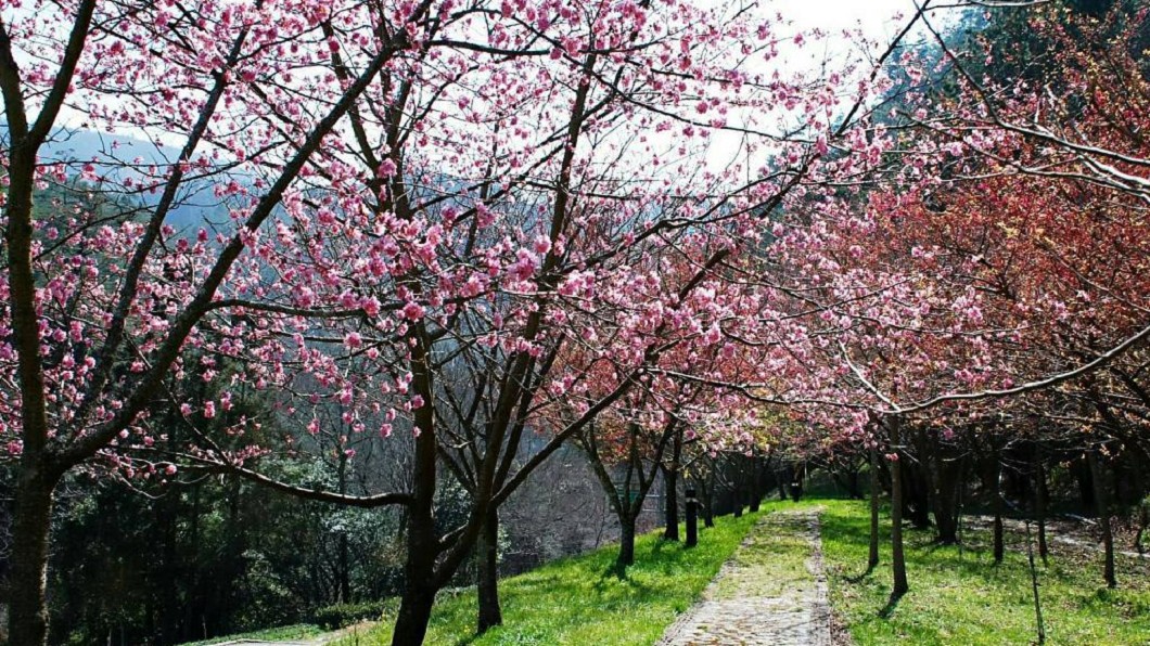 武陵農場櫻花季開跑。圖／翻攝自Tripbaa趣吧！亞洲自由行專家