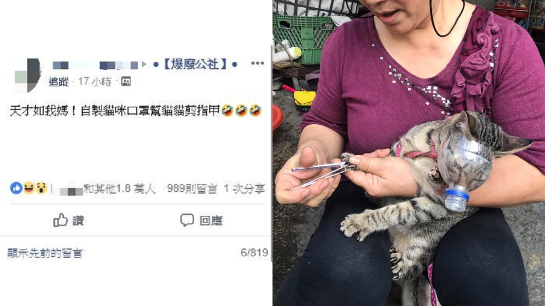 原PO老媽自製的貓咪口罩,讓貓咪只能束手無策。圖/翻攝自爆廢公社臉書