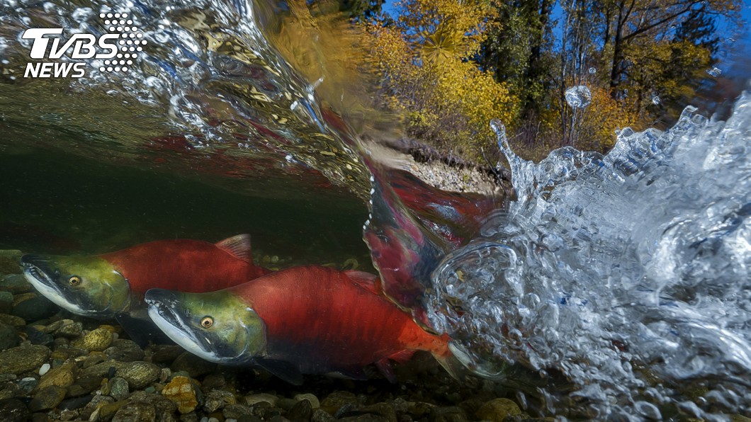 台灣攝影師吳永森以拍攝太平洋紅鮭的生動作品，入圍索尼世界攝影大賽「自然世界與野生動物」組別。（圖／索尼世界攝影大賽提供）