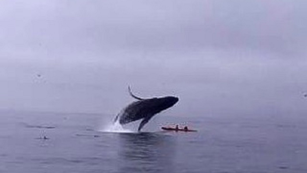 座頭鯨跳出水面後，落水時險些撞上小艇。(圖／翻攝自 tommustill IG)