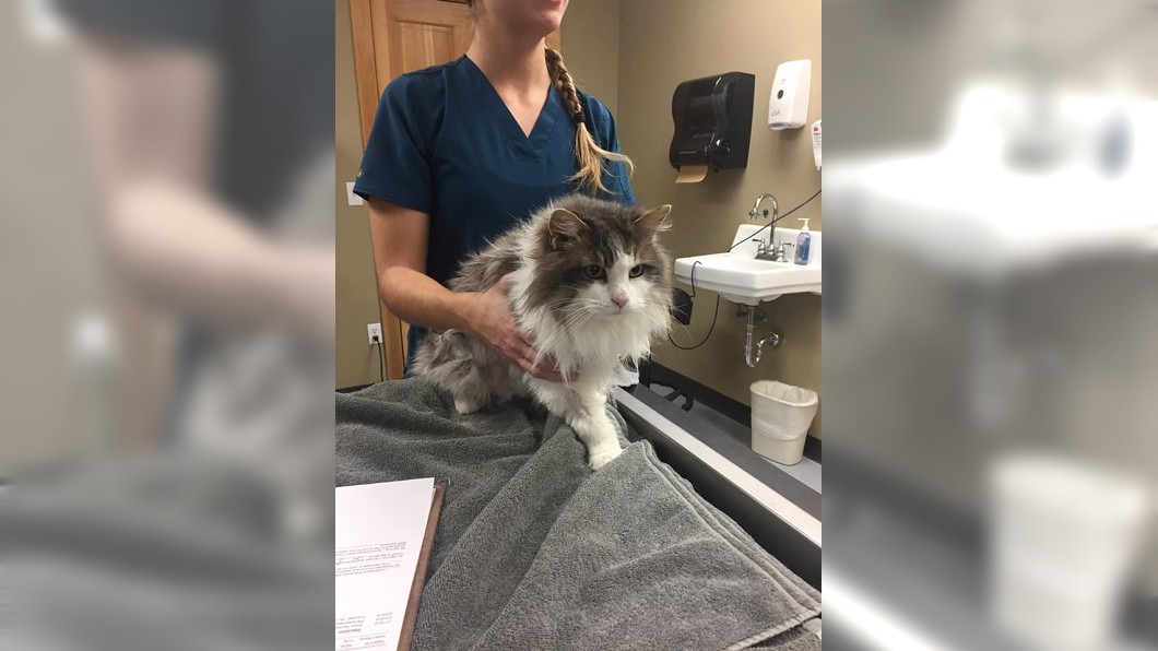 Fluffy出院時毛相當蓬鬆,健康狀態良好。圖/翻攝自Animal Clinic of Kalispell臉書