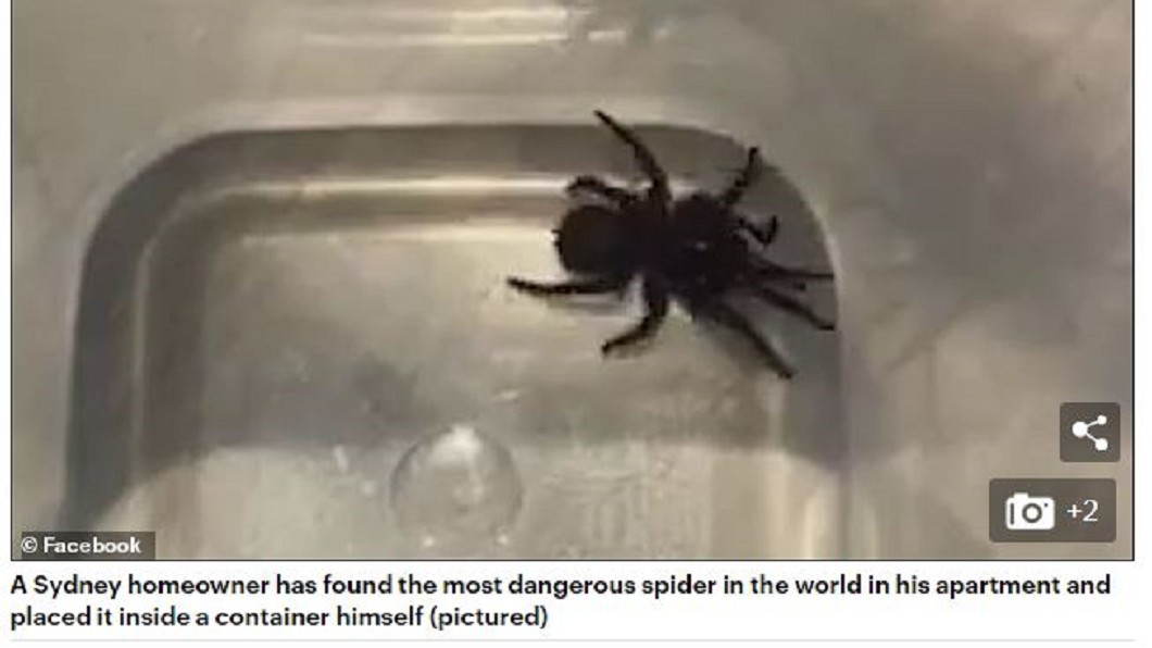 男子家中捕獲蜘蛛，竟是世界最危險品種。圖／每日郵報