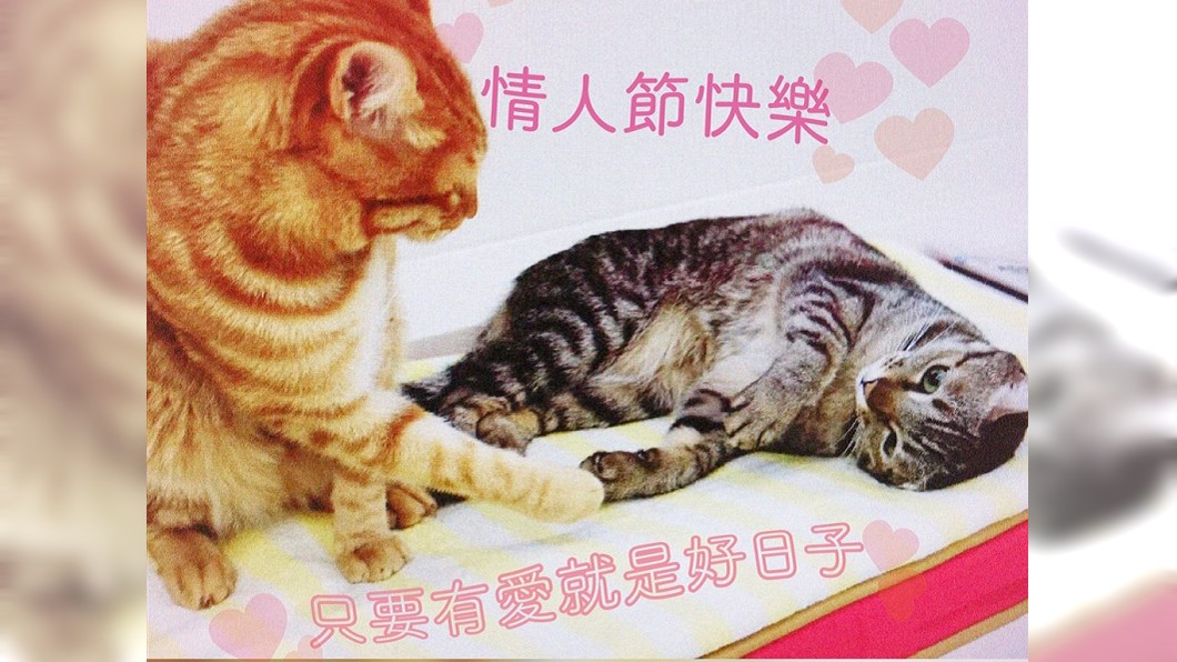 圖/取自蔡英文LINE帳號