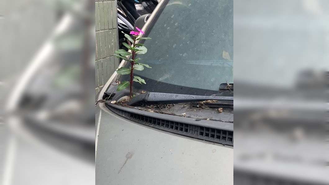 車子停放太久居然開出了一朵粉色鮮花。圖／翻攝自臉書爆料公社