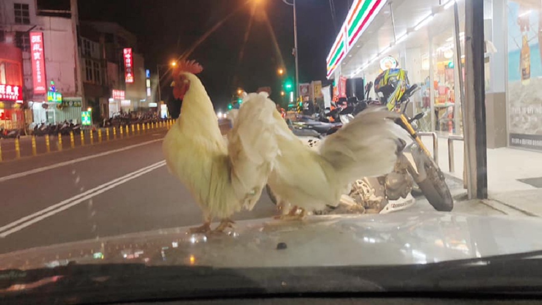 有網友提到自己去超商買完東西後，看見2隻白雞跳到她車上。(圖／翻攝自爆廢公社)