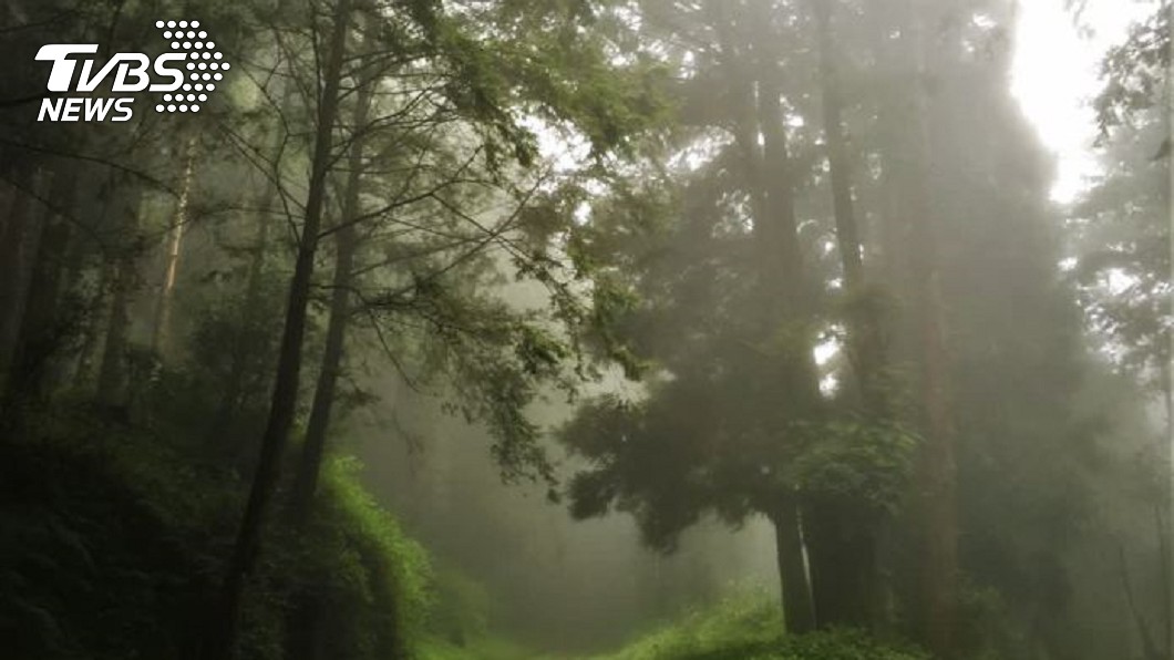阿里山旅遊-水山巨木(圖/Tripbaa趣吧!亞洲自由行專家)