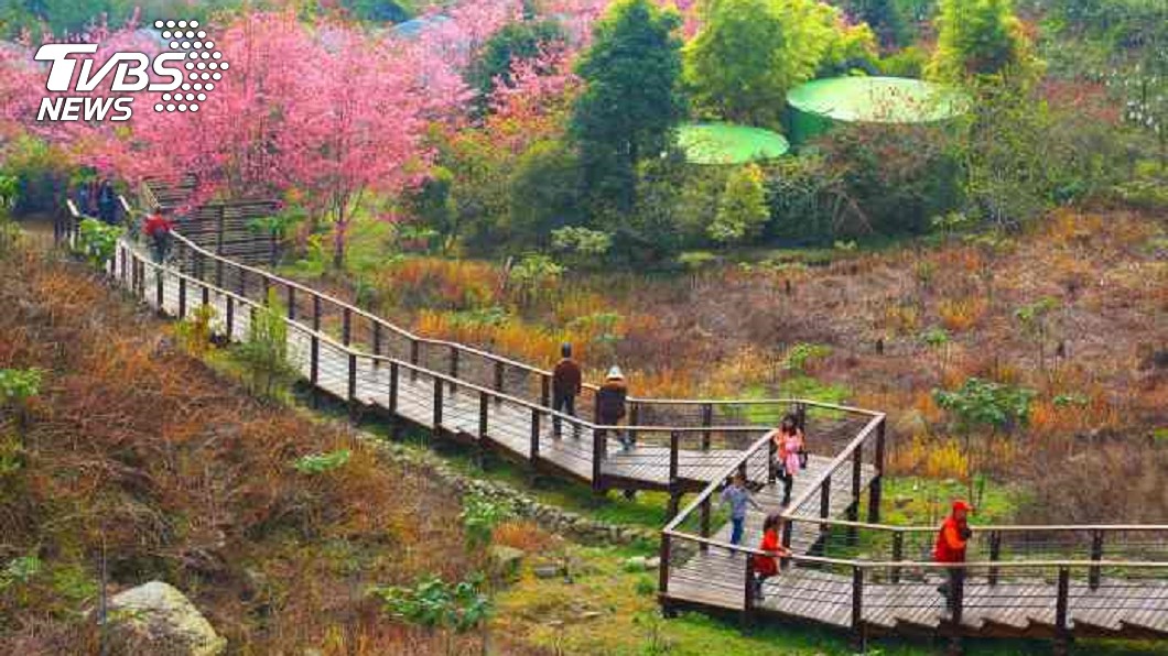 阿里山櫻花景點-阿里山頂石棹。(圖/阿里山國家風景區官網)