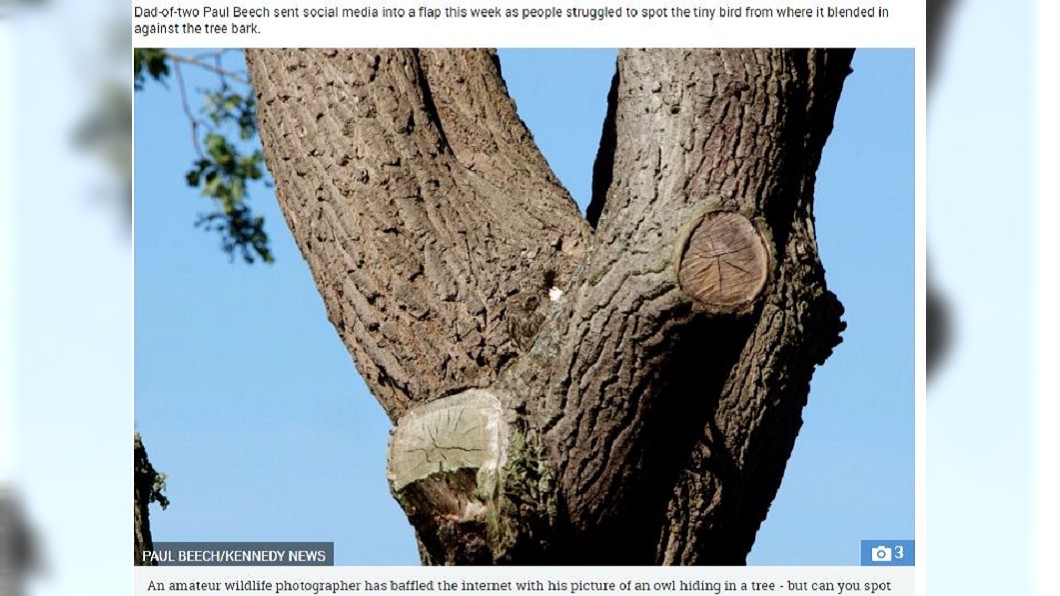 貓頭鷹巧妙與樹幹融為一體。圖／翻攝自太陽報