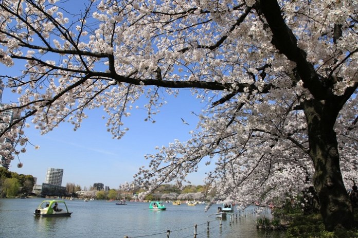 亞洲櫻花季景點-上野公園。圖/翻攝自Tripbaa趣吧!亞洲自由行專家