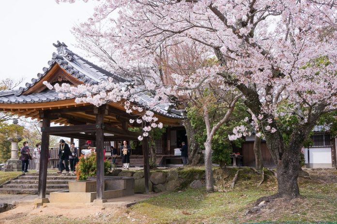 亞洲櫻花季景點-日本京都清水寺。圖/翻攝自Tripbaa趣吧!亞洲自由行專家