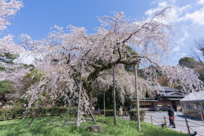亞洲櫻花季景點-日本札幌圓山公園。圖/翻攝自Tripbaa趣吧!亞洲自由行專家