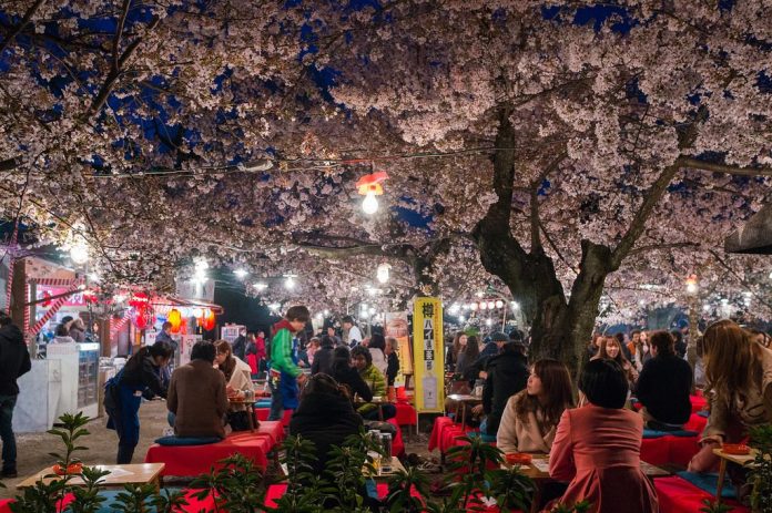 亞洲櫻花季景點-日本札幌圓山公園。圖/翻攝自Tripbaa趣吧!亞洲自由行專家