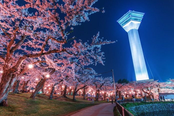 亞洲櫻花季景點-日本函館五陵郭公園。 圖/翻攝自Tripbaa趣吧!亞洲自由行專家