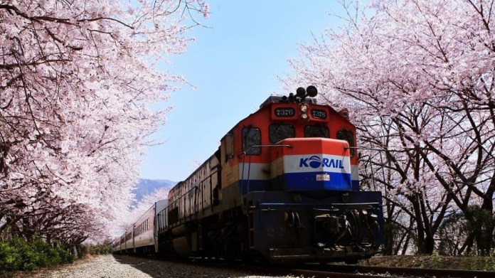 亞洲櫻花季景點-鎮海慶和火車站。圖/翻攝自Tripbaa趣吧!亞洲自由行專家