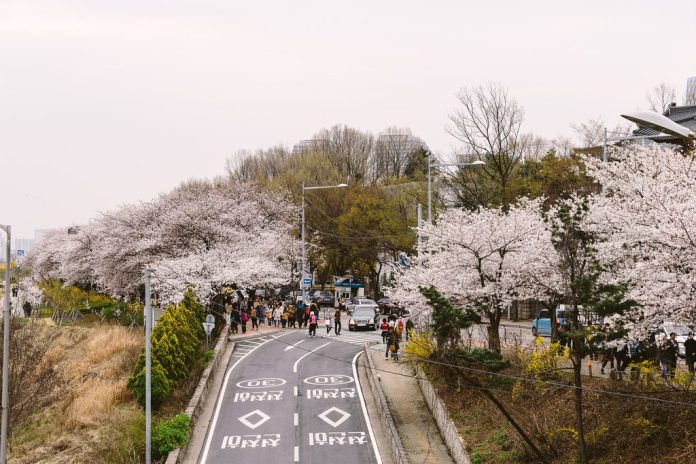 亞洲櫻花季景點-首爾汝矣島。圖/翻攝自Tripbaa趣吧!亞洲自由行專家