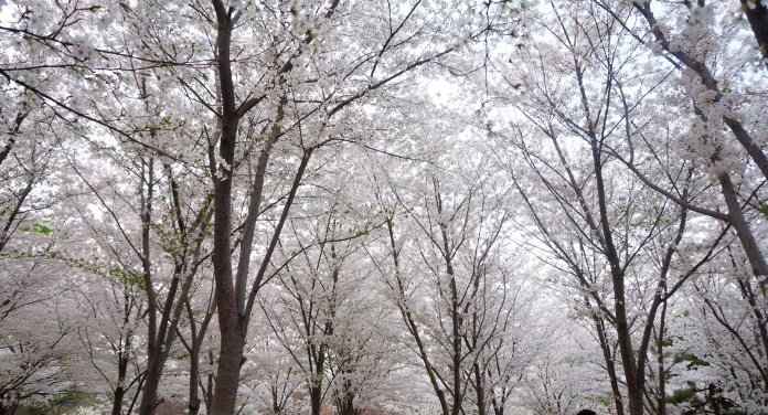 亞洲櫻花季景點-北京玉淵潭公園。圖/翻攝自Tripbaa趣吧!亞洲自由行專家