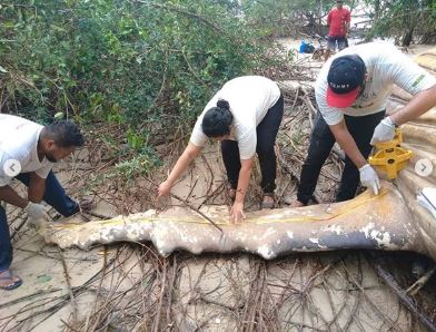生物學家正積極蒐集座頭鯨寶寶的屍體樣本,釐清牠的真正死因。圖/翻攝自IG帳號bicho_dagua