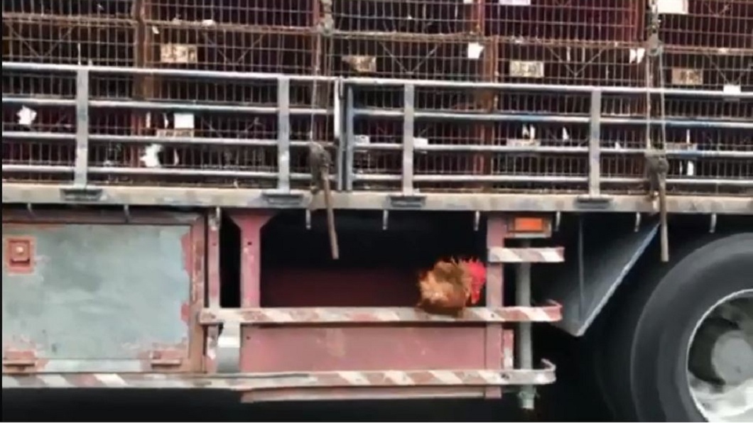 有網友在高速公路上發現，一隻雞竟然停在貨車下方的架子上，情況十分危急。(圖／翻攝自爆料公社)