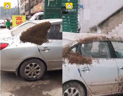 車輛上爬滿近萬隻蜜蜂。圖/翻攝自梨視頻