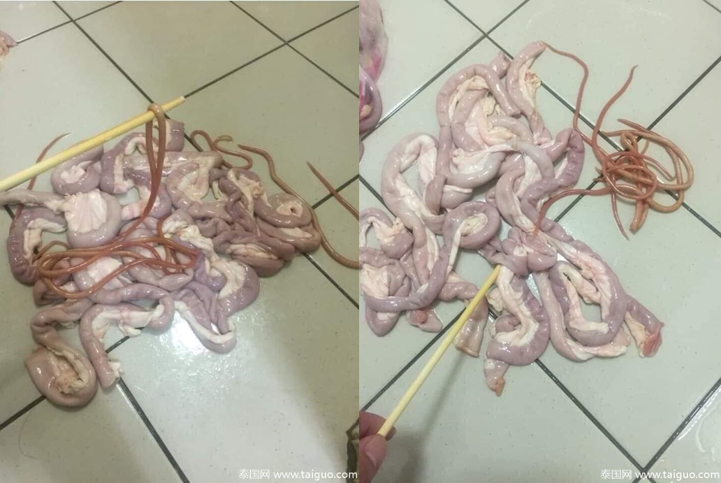 泰國女網友分享豬大腸與寄生蟲的照片。圖/翻攝自《泰國網》
