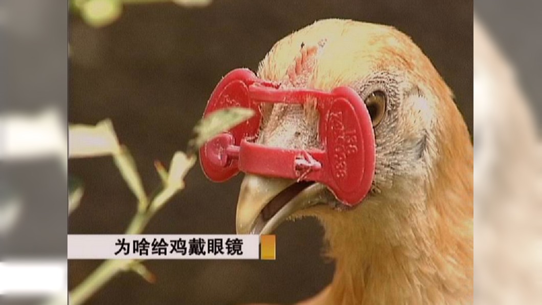 「雞眼鏡」會擋住雞隻正面的視線。圖/翻攝自微博