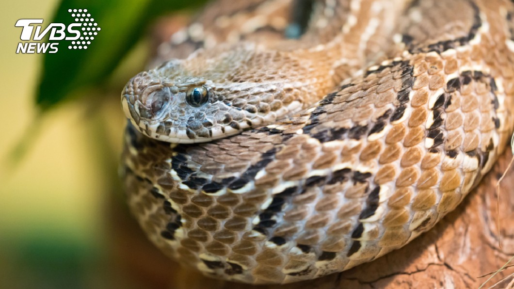 鎖鏈蛇是台灣5大毒蛇之一。圖／TVBS