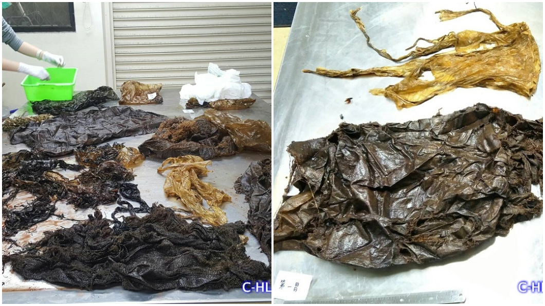 圖/海洋委員會海洋保育署提供