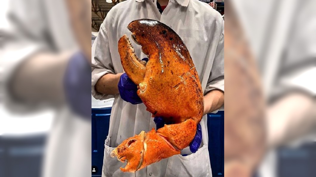 超過2公斤的巨型龍蝦螯，大小幾乎是一個成年人的上半身。圖／翻攝自IG@ulyces.co