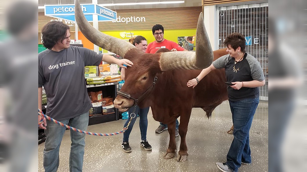 長角牛一進入寵物店後，就受到店員的歡迎。(圖／翻攝自 Vincent Browning 臉書)
