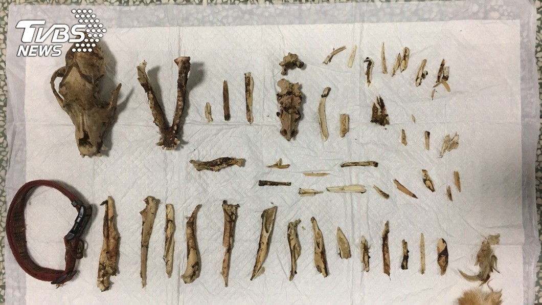 黑狗不堪飢餓,啃食同伴屍骨,最終仍因嚴重營養不良及脫水致死。圖/台北市動保處提供