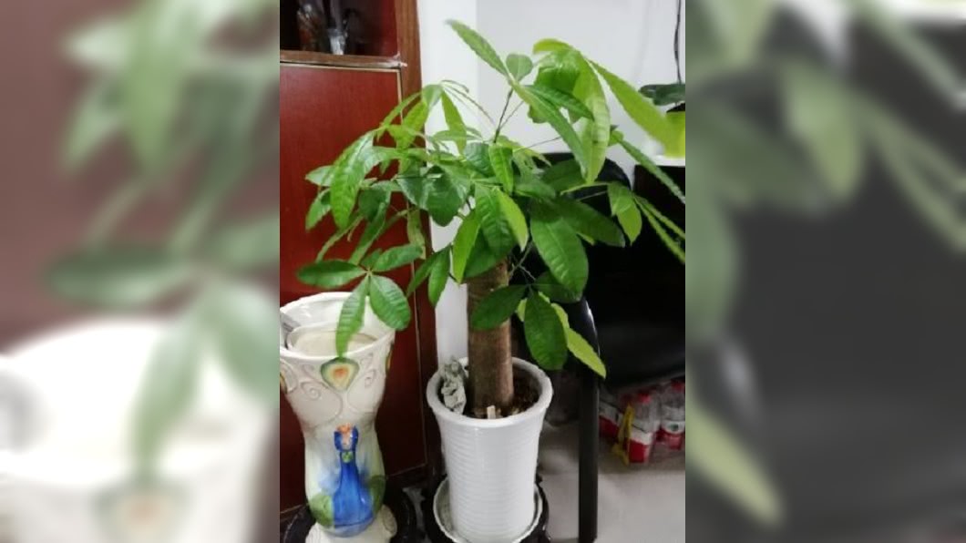 圖／翻攝自元起丹霞 微博 種植物防霧霾！　南韓做實驗「發財樹」最有效