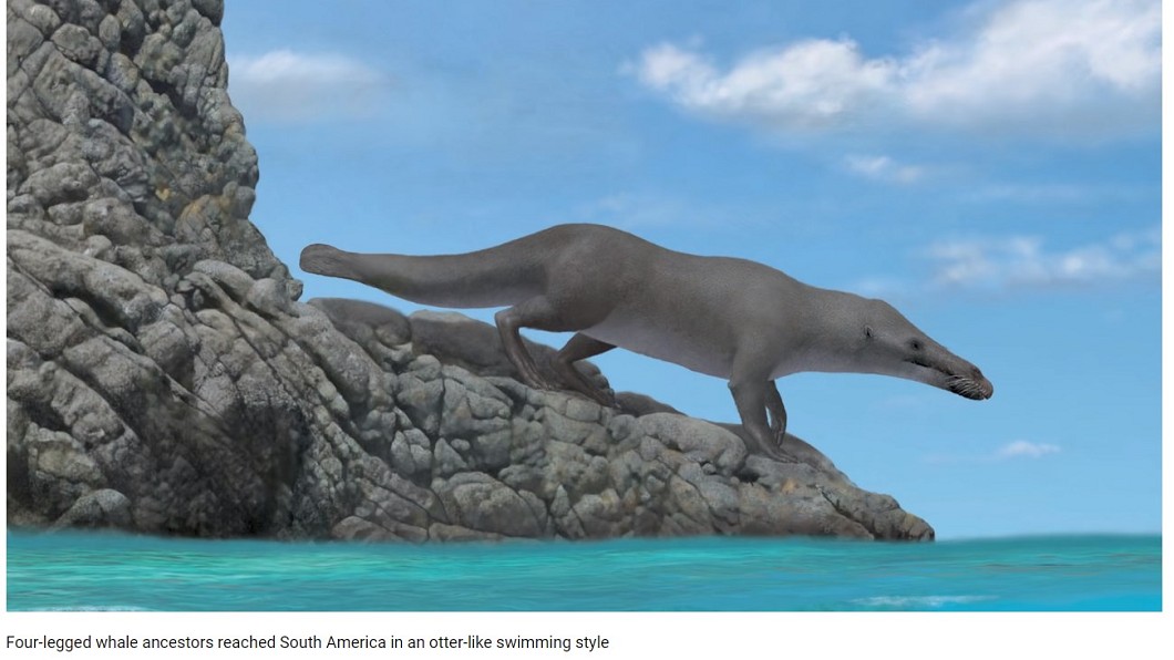 鯨魚祖先模擬圖，不但有四條腿，長得還像馬來貘。圖／翻攝自Youtube頻道 Naturalsciences 鴨嘴獸？馬來貘？鯨魚祖先現身　竟有4條腿