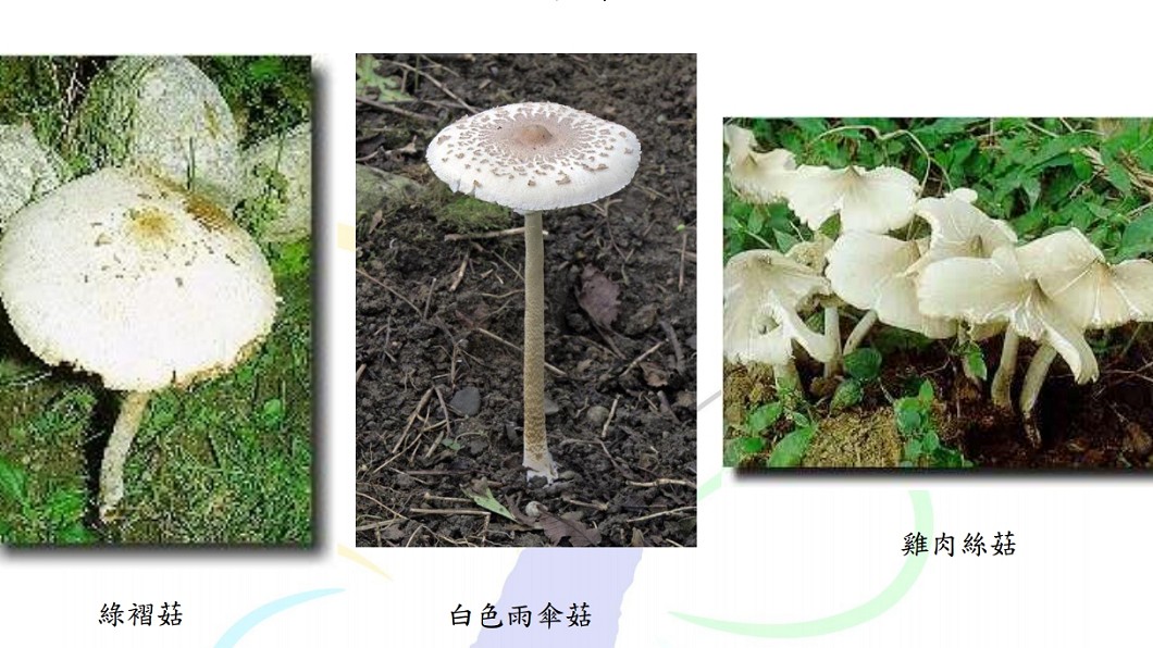 圖/截自食藥署網站