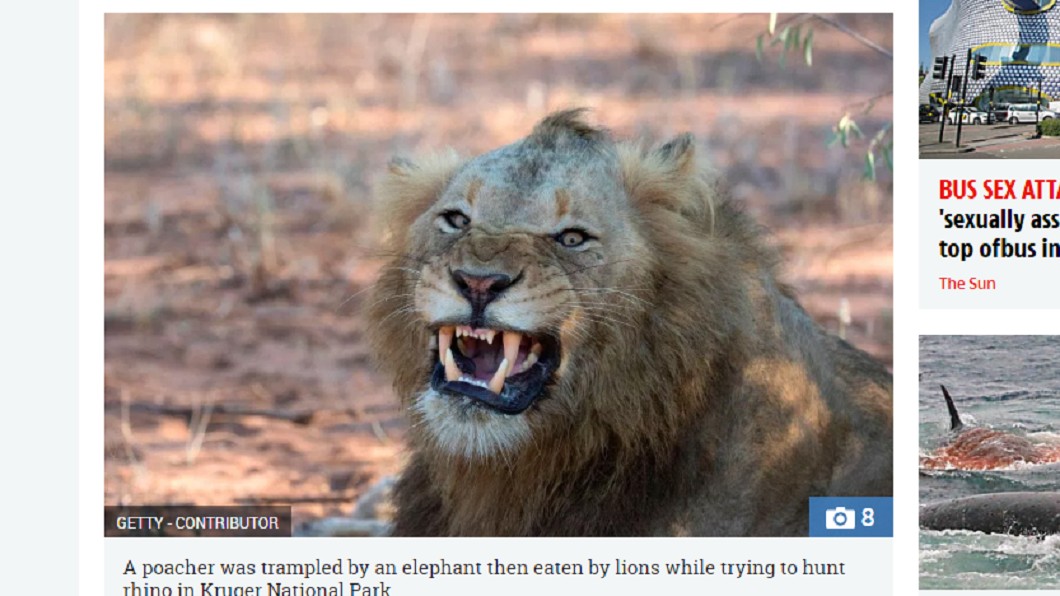 南非一名盜獵者闖入野生動物園區，遭大象踩死，遺體被獅群啃食。圖／翻攝自 太陽報