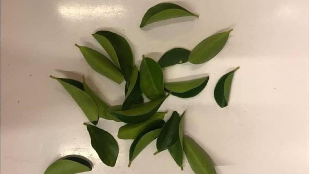 一名女網友發文提到,種在自家店門外的七里香,遭到一名小女孩狂摘葉片。(圖/翻攝自爆怨公社)