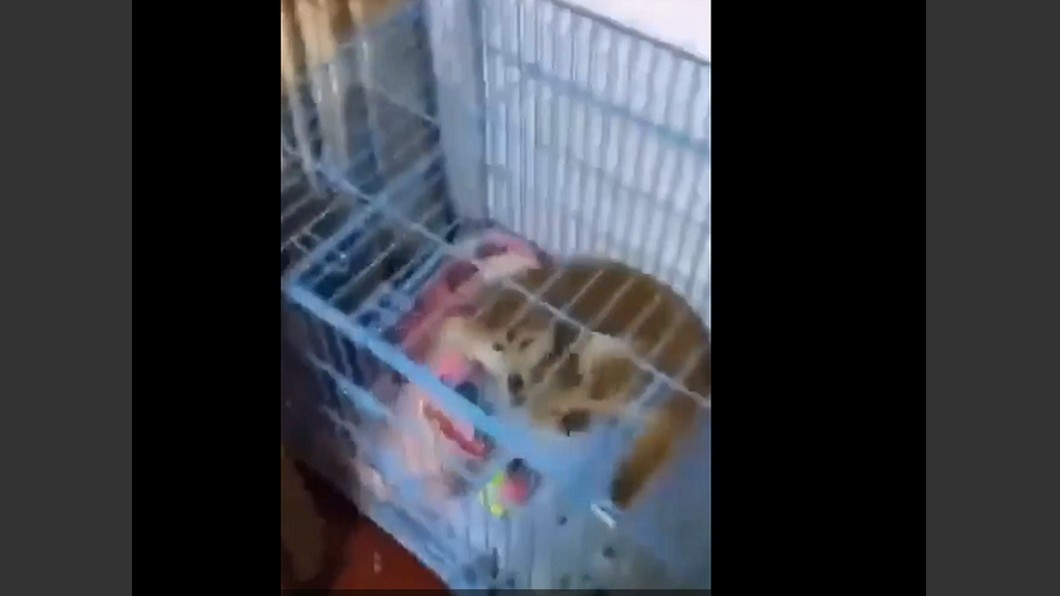 影片中的柴犬蜷縮在小籠子內。圖／翻攝自梨視頻